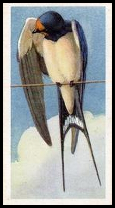19 Swallow